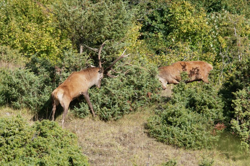 Un''arena molto contesa